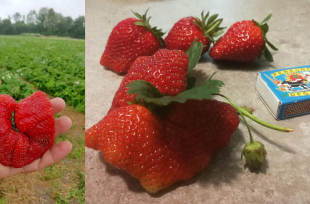 Džiugina braškės rekordininkės: ir sunkiasvorės, ir „drugeliai“