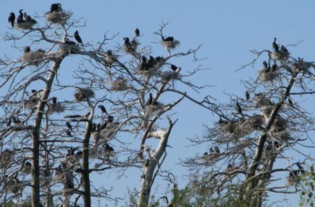 Išaugusią kormoranų populiaciją stebės mokslininkai