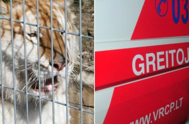 Kalvarijos zoologijos sodo direktorei tigras nukando pirštą
