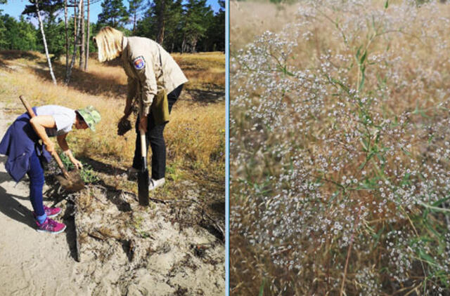 Kuršių Nerijoje naikinamos muilinės gubojos
