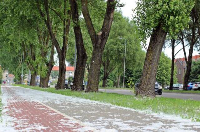 Tuopų pūkai vėl nusėdo gatvėse