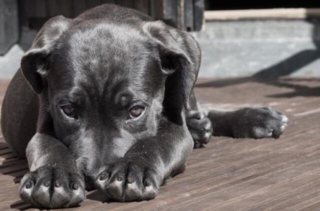 Užmigdytas pirmas šuo, kuriam buvo nustatytas koronavirusas