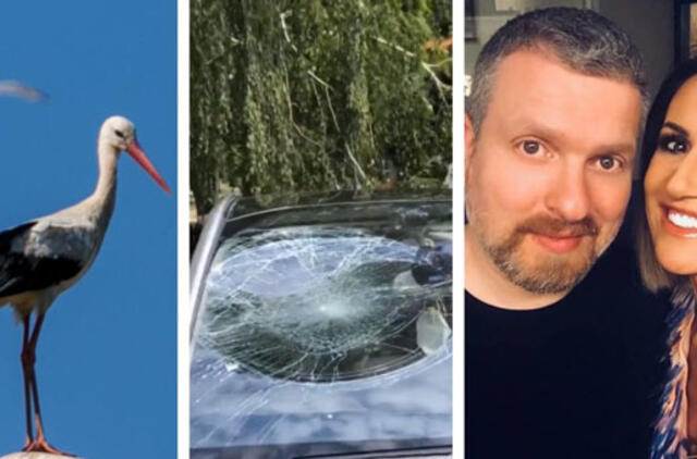 Zvonkai kelyje smarkiai trenkėsi į gandrą