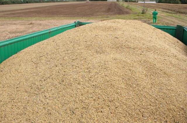 Grūdų derlius šiemet rekordinis, bet prastesnės kokybės