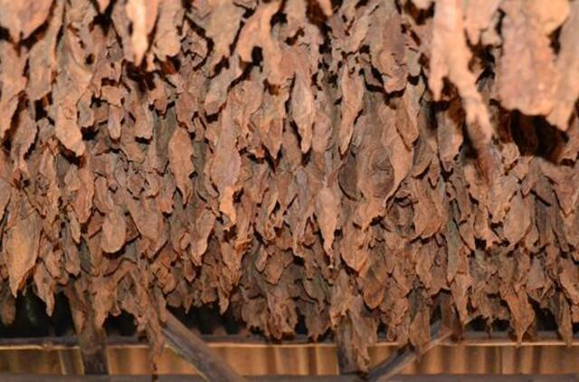 Svarsto įteisinti neapdoroto tabako licencijavimą