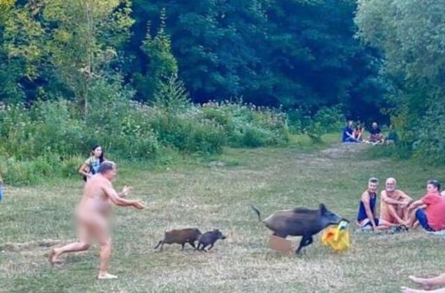Vokietijoje nudistas vaikėsi jo nešiojamąjį kompiuterį nugvelbusią šernę