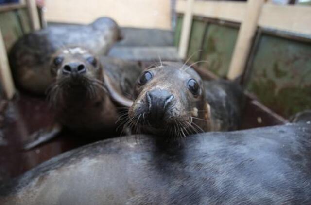 Į Baltijos jūrą išleidžiami 12 išgydytų ruonių