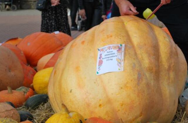 Kretingos rajone išaugintas rekordinis moliūgas