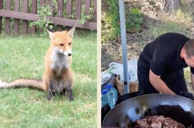 Kuršių nerijoje plovą verdantis vyras susidraugavo su lape