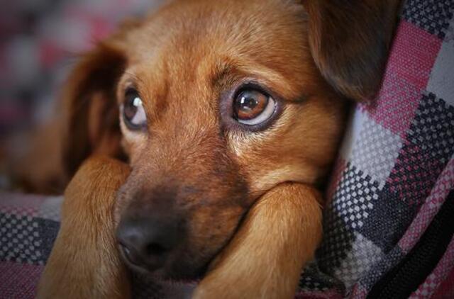 Svarstys, ar griežtinti bausmes už žiaurių elgesį su gyvūnais