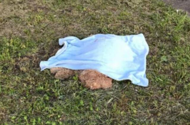 Vilniuje baigta reto žiaurumo byla: nenorėdamas gydyti sergančio šuns, šeimininkas jį išmetė iš 9 aukšto