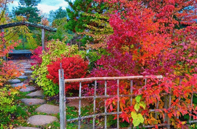 Japoniškame sode - gražiausios gamtos spalvos