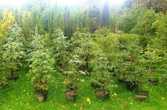 Jau galima rezervuoti savo Kalėdų eglutę