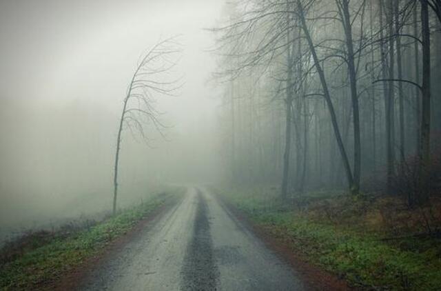 Kiek kainuoja susidūrimas su gyvūnu kelyje?