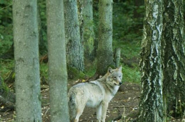 Medžioklės sezonas prasidėjo - paskelbta vilkų sumedžiojimo kvota