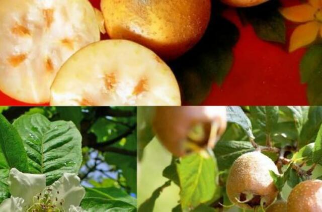 Rudeniniai valgomieji augalai: ne tik dekoratyvūs, bet ir naudingi sveikatai