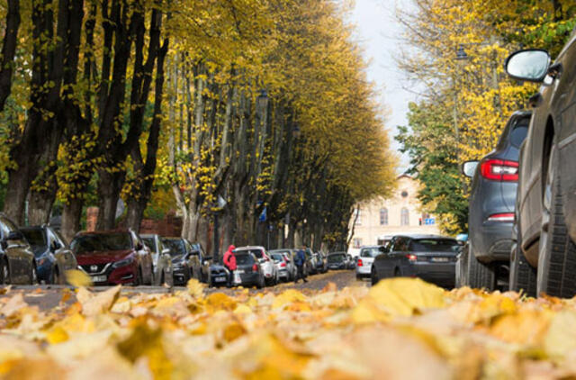 Situacija dėl nukristi nespėjusių medžių lapų valdoma