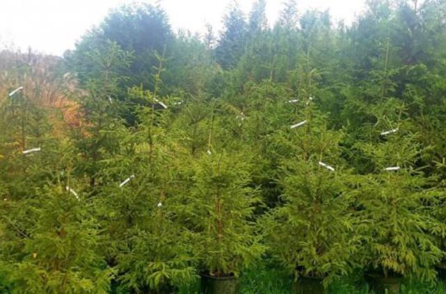 Eglutes nuomoja jau nuo spalio vidurio