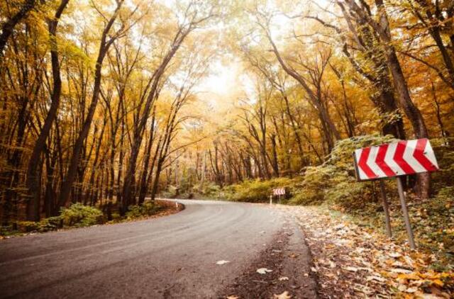 Kaip išvengti susidūrimų su laukiniais žvėrimis: kada jie aktyviausi?