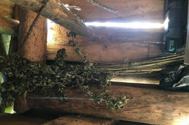 Policijos vizitas: rado tris kibirus kanapių stiebų