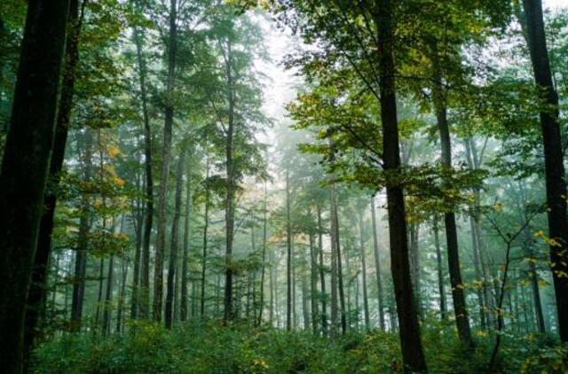 Pratęstas apklausos dėl Girulių miško ateities terminas