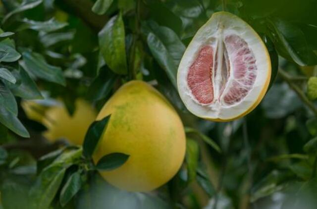 Raudonasis ir oranžinis greipfrutų karalius pomelo: originalūs receptai jūsų stalui