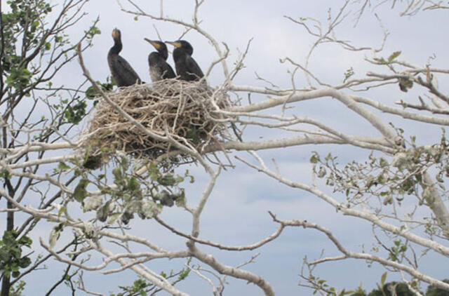 Statybų vystytojams apkarto kormoranų kaimynystė