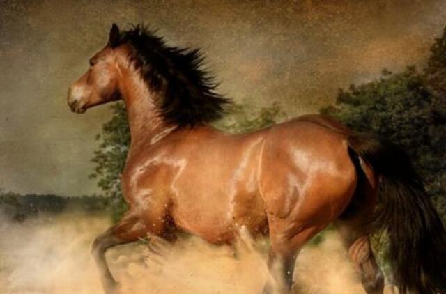 2021-ųjų kinų horoskopas: Arklys