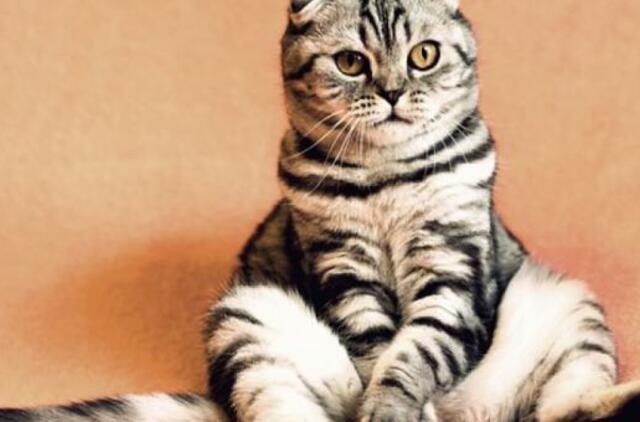 2021-ųjų kinų horoskopas: Katinas (arba Kiškis)