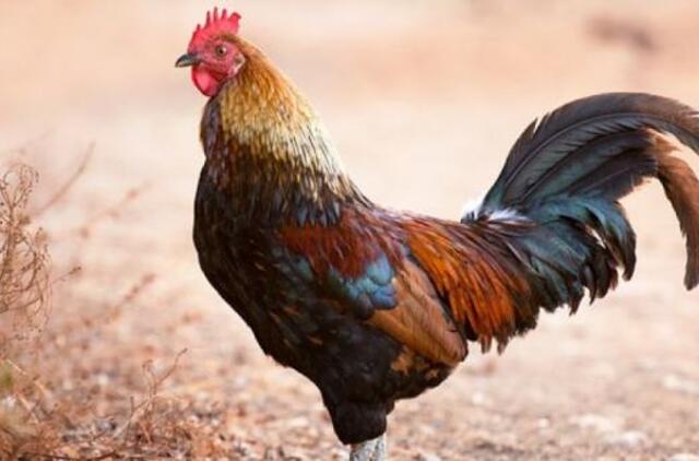 2021-ųjų metų kinų horoskopas: Gaidys