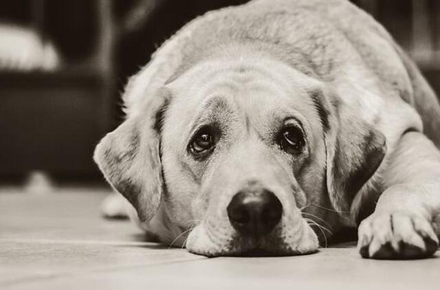 Gyvenimas pro langą: kuo Ožys panašus su manimi?