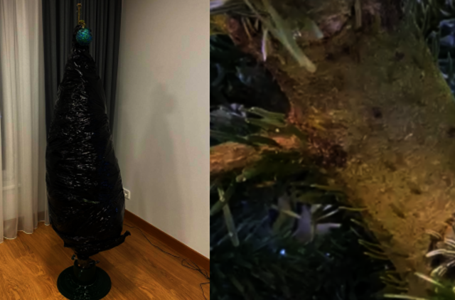 Kalėdinę nuotaiką sugadino iš kėnio pradėję lįsti vabalai