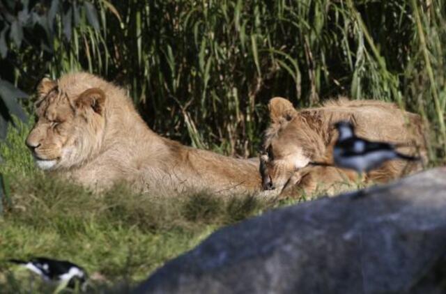 Koronaviruso infekcija nustatyta keturiems liūtams