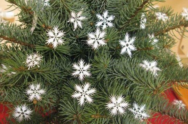 Snaigės karpymas. Nuotolinė edukacija visai šeimai