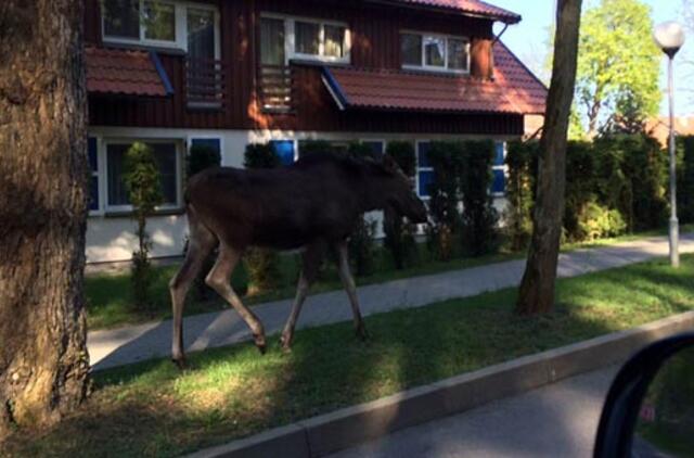 Švilpukai sukėlė skepsio vėjelį