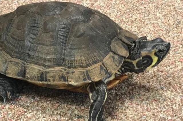 Klaipėdoje – neeilinė gelbėjimo operacija: Pempininkų fontane rastas gyvūnas