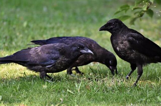 Romoje po naujametinių fejerverkų gatvėse rasta šimtai negyvų paukščių