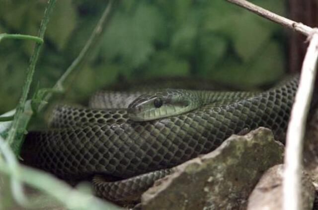 Senasis kalendorius: sulaukėme pusiaužiemio