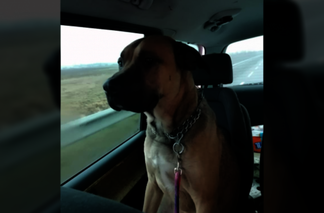 Šilutės gyventojus apie metus terorizavęs šuo atimtas iš jo šeimininkų