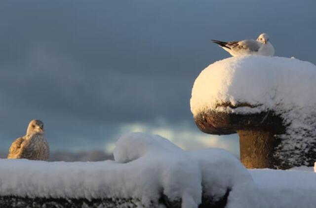 Žiema sugrįš su gausiu sniegu ir pūgomis