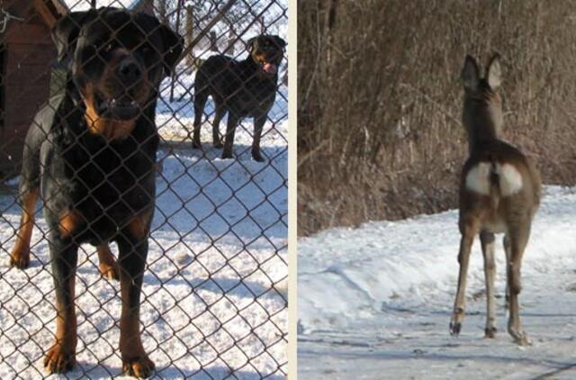 Klaipėdos rajone šuo sudraskė vaikingą stirną