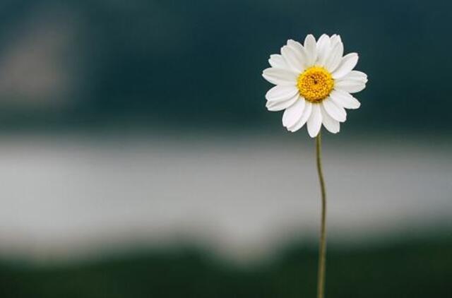 Pirmadienio horoskopas 12-ai zodiako ženklų