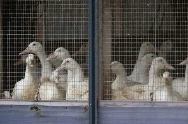 Rusijoje patvirtintas pirmasis pasaulyje žmogaus užsikrėtimo paukščių gripo virusu atvejis