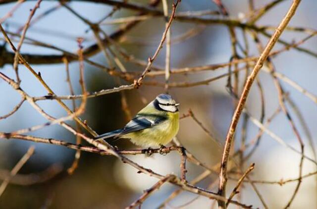 Šeštadienio horoskopas 12-ai zodiako ženklų