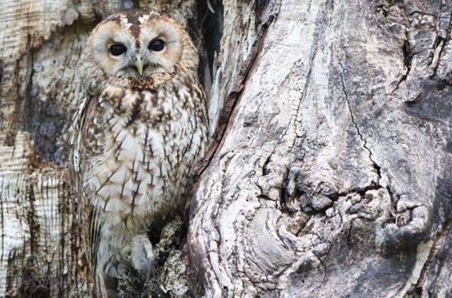 Šeštadienio horoskopas 12-ai zodiako ženklų