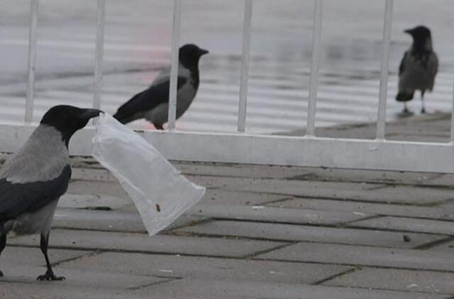 Spėjimai dėl nugaišusių kuosų nepasitvirtino