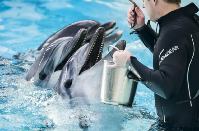 Susitikimas su delfinais - tiesioginėje transliacijoje
