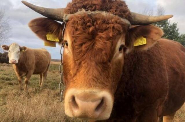 Vienintelį jautį Palangos miesto savivaldybėje siūlo pavadinti Šarūnu