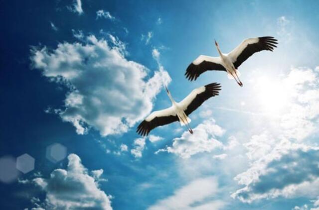 Gyvenimas pro langą: Gandrams karantinų nėra...