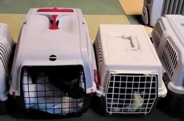 Gyvūnų prieglaudai Plungėje – skaudus valdžios antausis: paliko šalti ir dar pasityčiojo